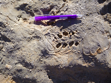 Detail of ammonite in Jurassic carbonates, near Cap Rhir